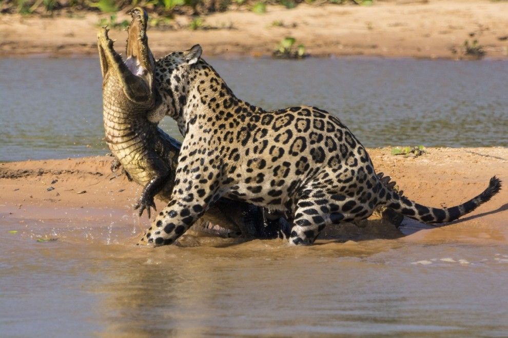 Jiu-Jitsu Inspired By The Animal Kingdom: Jaguar Attacks Caiman Crocodile