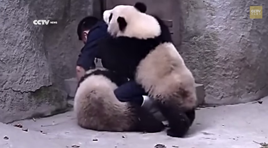 Cute Alert! Pandas Grappling with Zookeeper