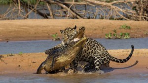 Jaguar-Attacks-Crocodile-Goes-Viral2