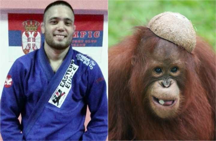 Jiu-Jitsu Fighter Defeats Orang Utan at Coconut Peeling Contest