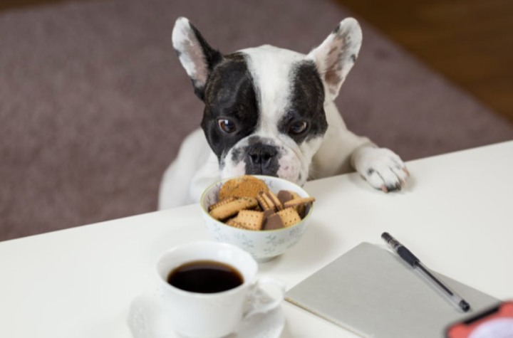 5 Simple DIY Dog Treat Recipes Your Pet Will Love
