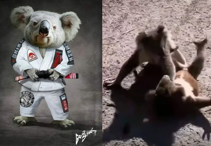 These 2 Koalas Have Better Jiu-Jitsu Than You