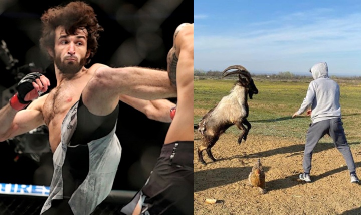 Zabit MagomedSharipov Spars with a Goat To Keep His Skills Sharp