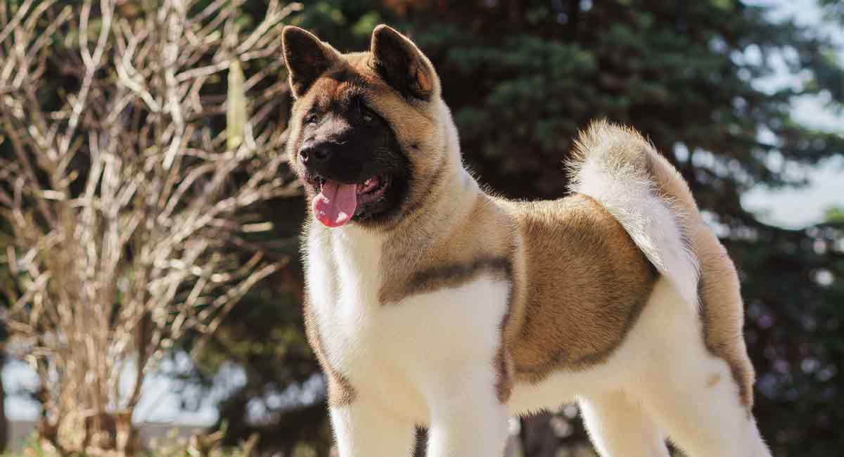About the American Akita Dog