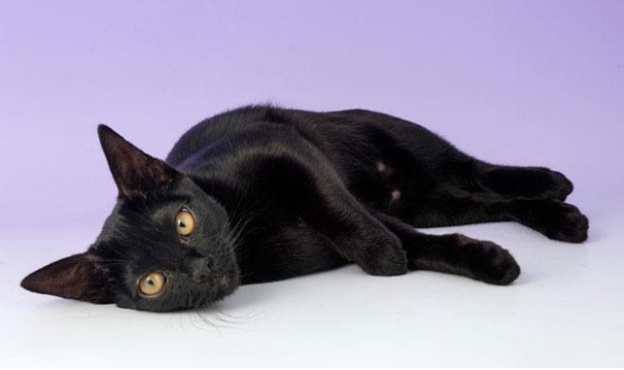 How to Care for Your Bombay Cat