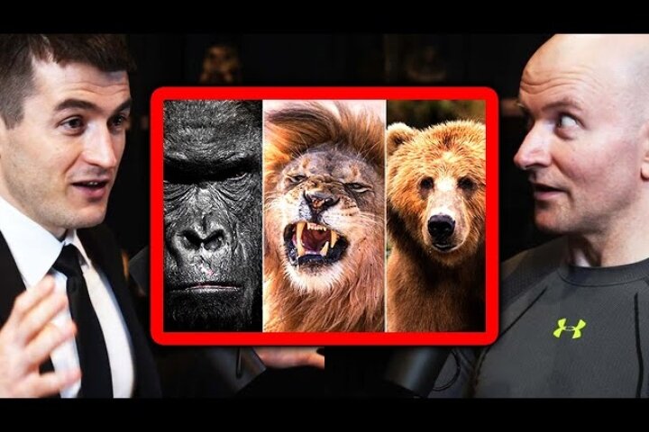 Who’d Win: Gorilla vs. Lion vs. Bear? John Danaher Breaks It Down