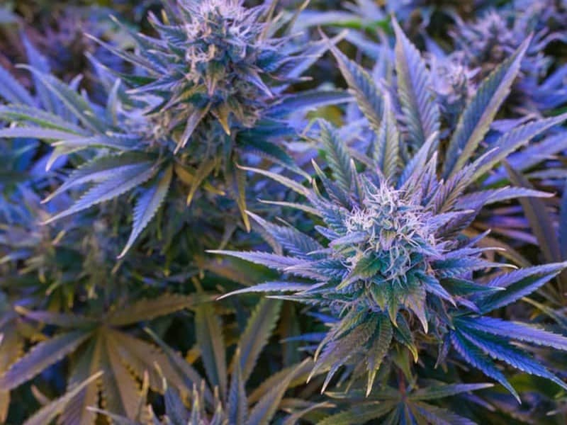 Why OG Kush Strain is Perfect for Beginners