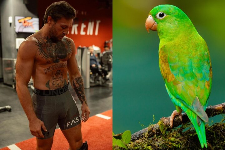 UFC’s Conor McGregor “Blamed” For Death Of A €1,500 Parrot