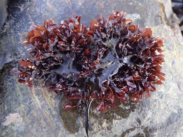 Why Is Irish Sea Moss A Must-Have For a Traveler?