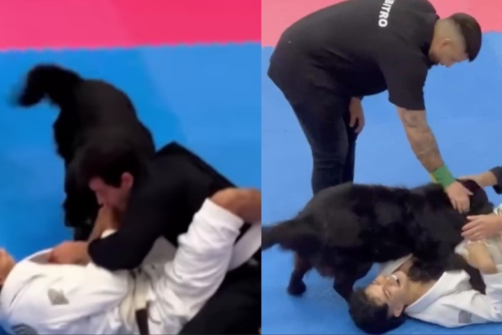 [WATCH] Dog Comes To His Owner Mid-Match At BJJ Competition