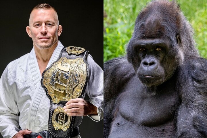 Georges St-Pierre Talks Frightening Encounter With Silverback Gorilla: “He Turned His Back To Me”